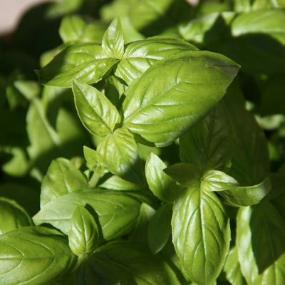 Basil