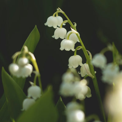 Lily of the Valley