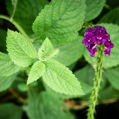 Patchouli