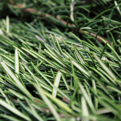 Rosemary